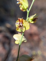 Streptanthus polygaloides