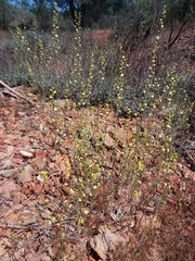 Streptanthus polygaloides