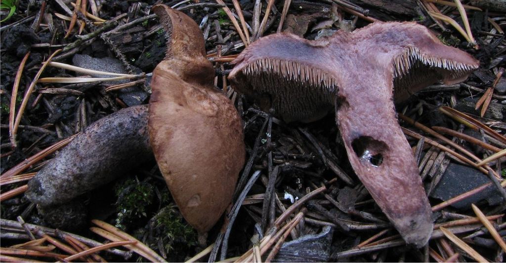 Hydnellum fuligineoviolaceum