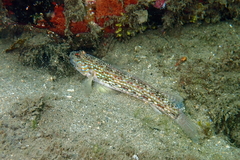 Istigobius hoesei