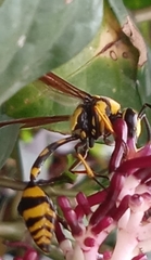 Phimenes flavopictus flavopictus