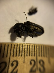 Xylothrips religiosus