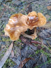 Armillaria luteobubalina