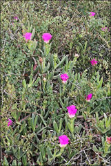 Carpobrotus quadrifidus