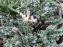 Astragalus gilensis