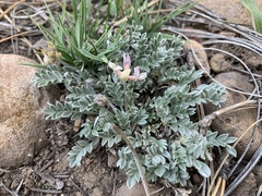 Astragalus gilensis