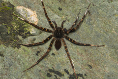 Dolomedes raptor