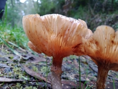 Armillaria luteobubalina