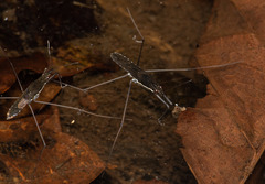 Gerris gracilicornis