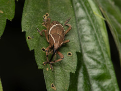 Cryptoderma formosense