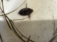 Acilius abbreviatus