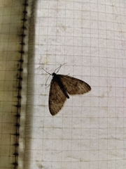 Trichopteryx carpinata