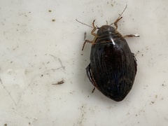 Acilius abbreviatus