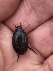 Acilius abbreviatus