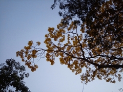 Roseodendron donnell-smithii