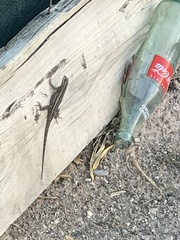 Sceloporus edbelli