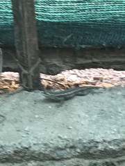 Sceloporus edbelli