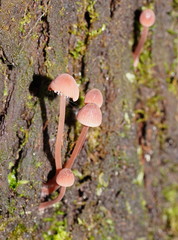 Mycena kuurkacea