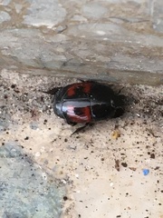 Hister quadrimaculatus