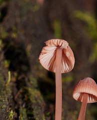 Mycena kuurkacea