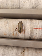 Cybister tripunctatus