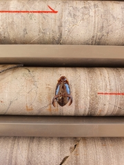 Cybister tripunctatus