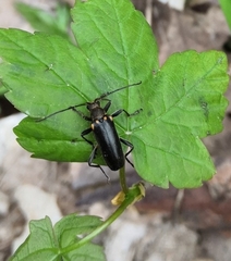 Cortodera humeralis