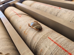 Cybister tripunctatus