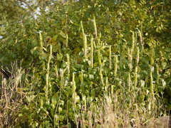 Ecbolium ligustrinum