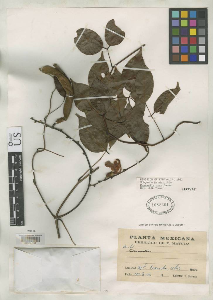 Canavalia dura