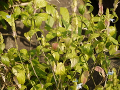 Ecbolium ligustrinum