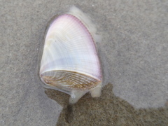 Donax hanleyanus