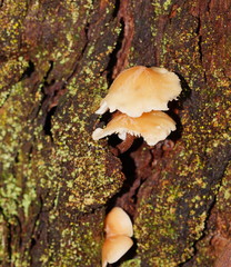Collybia eucalyptorum