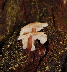Collybia eucalyptorum