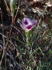 Clarkia williamsonii