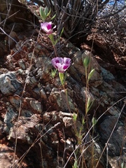 Clarkia williamsonii