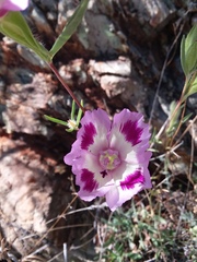 Clarkia williamsonii
