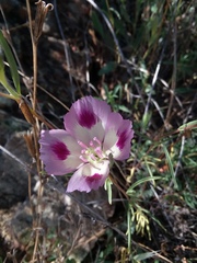 Clarkia williamsonii