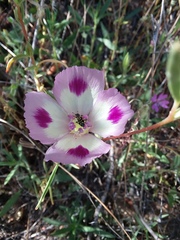 Clarkia williamsonii