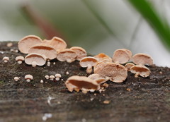 Panellus luxfilamentus