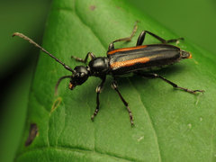 Strangalepta abbreviata