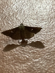 Banisia