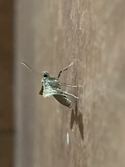 Banisia