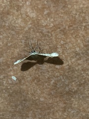Banisia