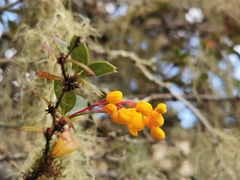 Berberis darwinii