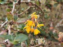 Berberis darwinii