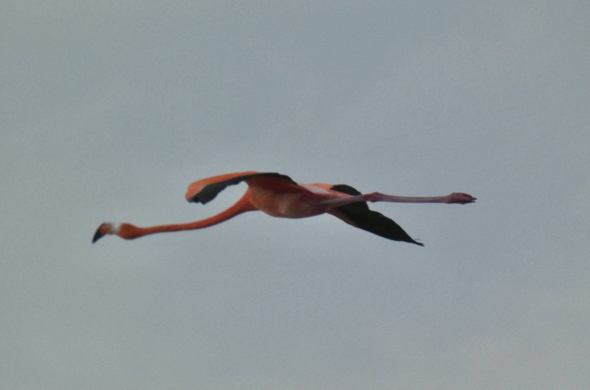 American Flamingo