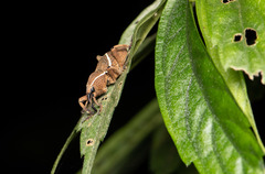 Cryptoderma formosense