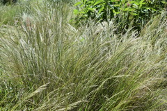 Aristida junciformis