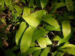 Stachyphrynium spicatum